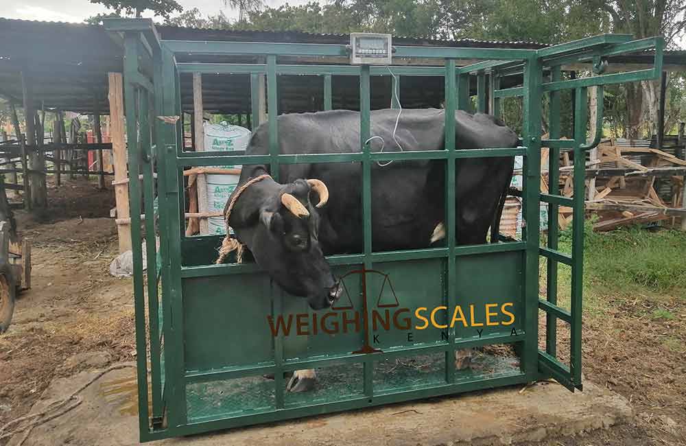 Cattle Weighing Scale