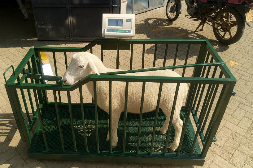 Goat Scale Kenya